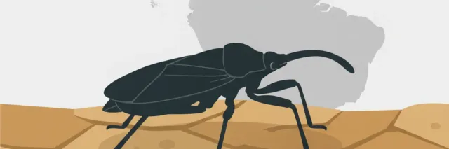 Flat vector illustration of a triatomine bug silhouette on a cracked earth background, muted ochre and slate tones.