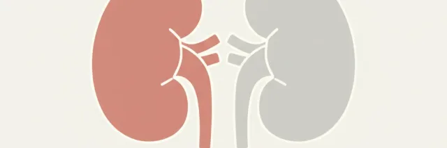 Two simplified kidney shapes in muted tones, flat vector illustration.