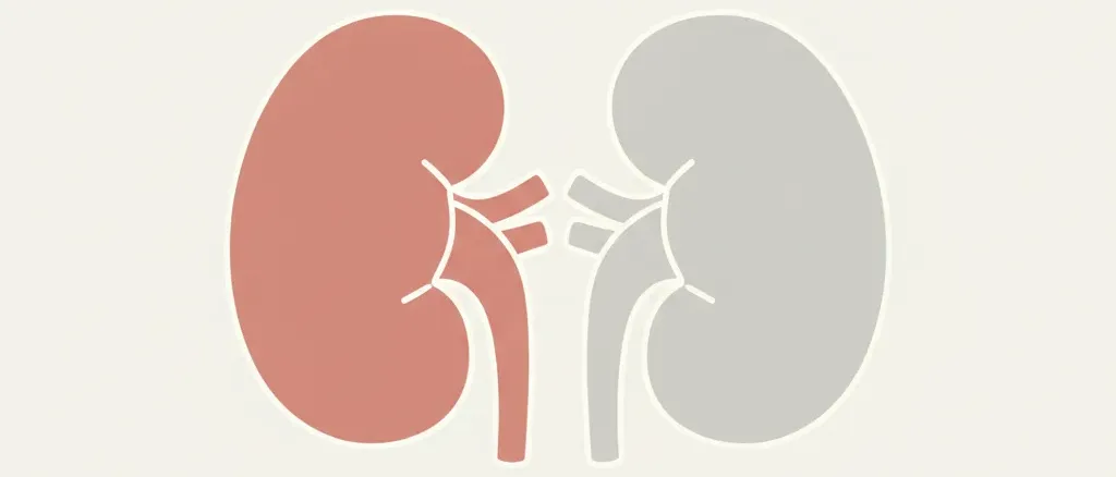 Two simplified kidney shapes in muted tones, flat vector illustration.