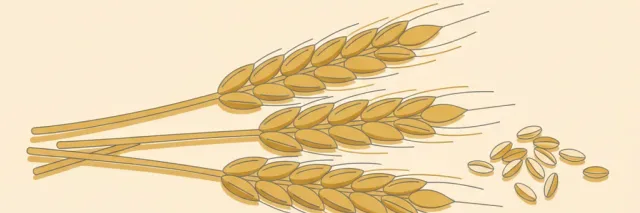 A few stalks of wheat and a scattering of grain on a pale surface, flat vector illustration.