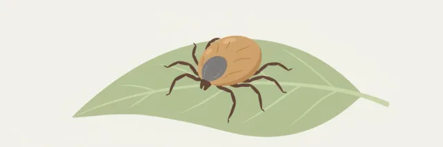 A single stylized deer tick on a pale leaf, flat vector illustration in muted earth tones.