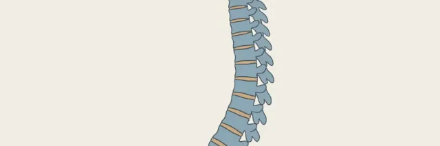 A spine model showing a gentle curve against a neutral background, flat vector illustration in muted blues and greys.