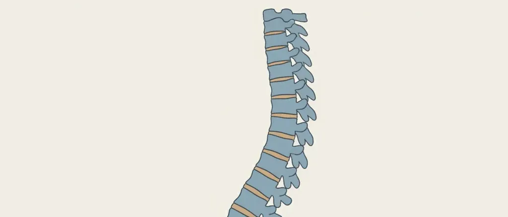A spine model showing a gentle curve against a neutral background, flat vector illustration in muted blues and greys.