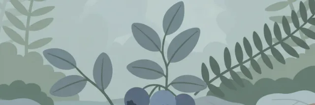 A cluster of wild blueberries on low-growing stems against a muted forest floor, flat vector illustration.